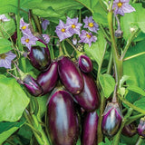 Semillas de berenjena bebé para patio