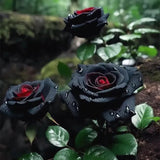 Semillas de flores raras de rosa roja y negra