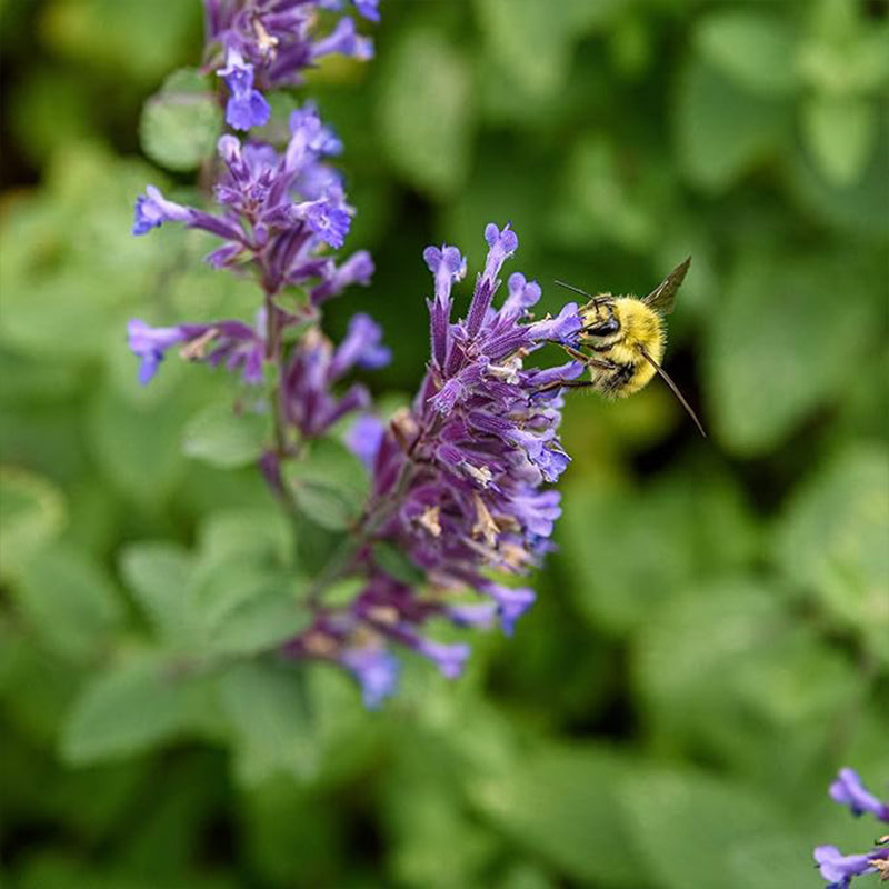 Perennial Nepeta Mussinii Catmint Herb Garden Seeds for Planting
