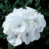 Semillas de geranio pinto blanco premium f1