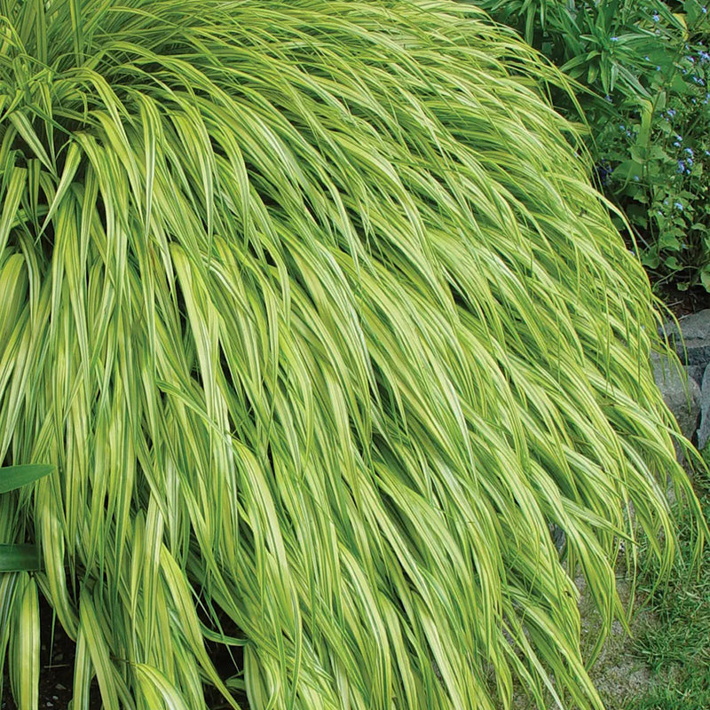 Hakonechloa, Aureola