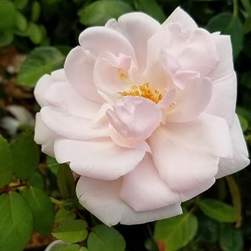 Rosa 'New Dawn' (Climbing Rose) Rose, Double Blush Pink Flowers Seeds