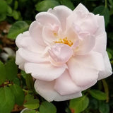 Rosa 'New Dawn' (Climbing Rose) Rose, Double Blush Pink Flowers Seeds
