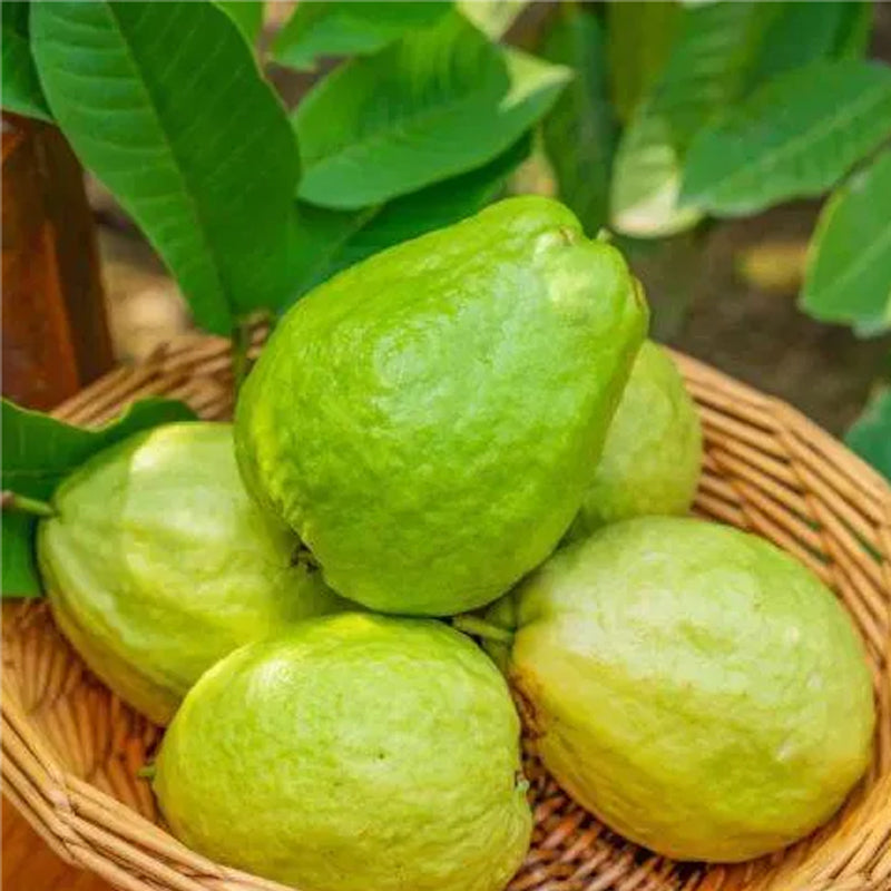 Strawberry Guava Seeds