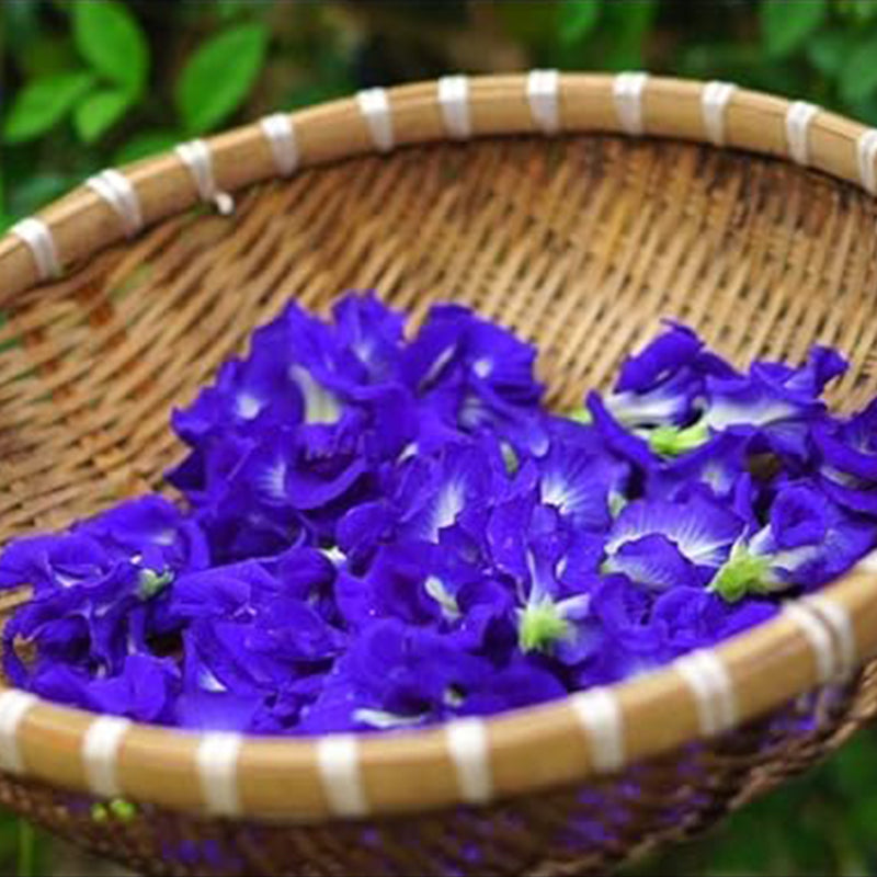 Semillas de flores de guisante de mariposa - HOA Dau Biec - Semillas de vid de guisante de mariposa azul (Clitoria ternatea) Semillas de plantas de vid tropicales - Semillas de flores comestibles