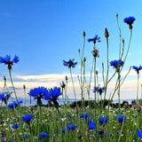 Blue Cornflower Seeds Bachelor’s Buttons Centaurea Cyanus Flower