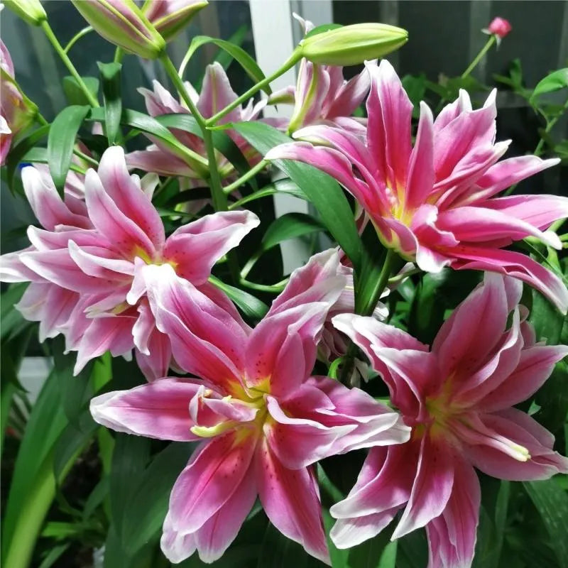 Bulbos de lirio perfumados orientales