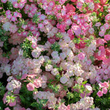 Phlox drummondii - Mezcla de plantas enanas