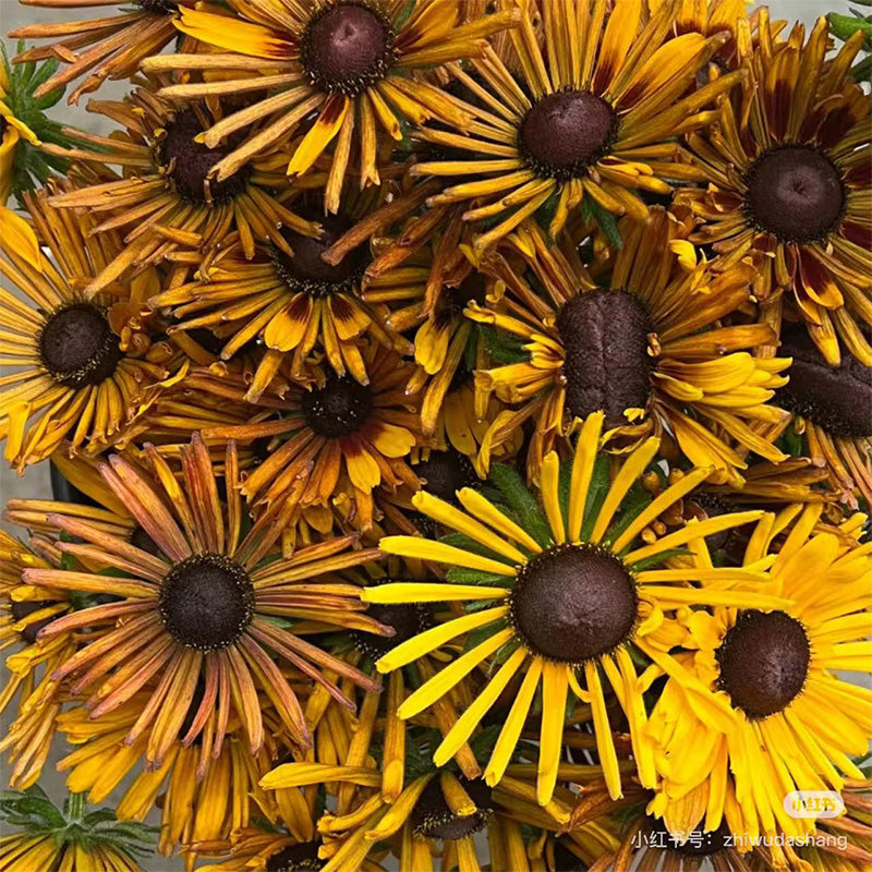 Quilled Spider Black-Eyed Susan Seeds