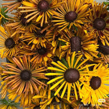 Quilled Spider Black-Eyed Susan Seeds