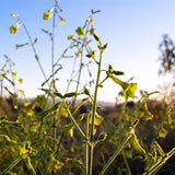 Huichol / Langsdorff's Tobacco Seed