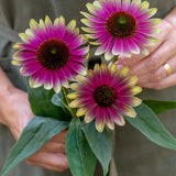 Equinácea, Sandia dulce