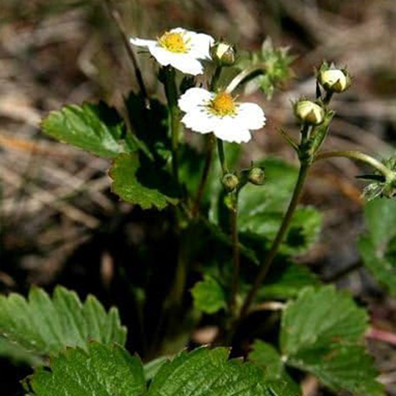 Wild Strawberry Strawberries Seeds Fragaria Vesca Edible Garden Fruit