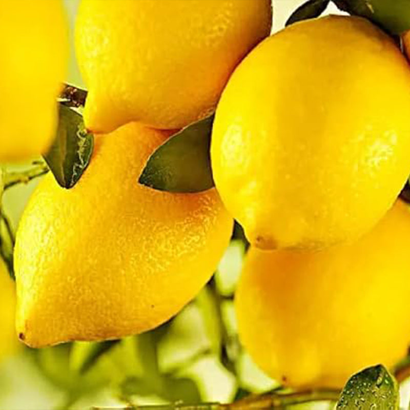 Lemon Seeds for Planting Organic High Survival Rate Lemon Tree Seeds Planting for Home Garden