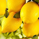 Lemon Seeds for Planting Organic High Survival Rate Lemon Tree Seeds Planting for Home Garden