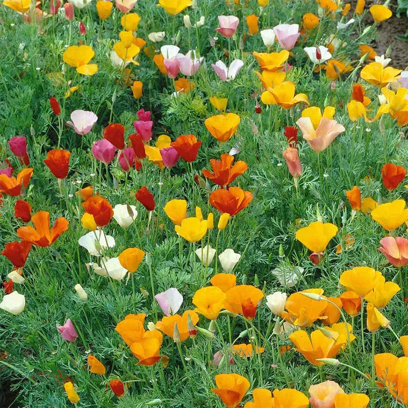 Mixed Colors California Poppy Seeds