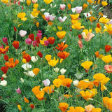 Mixed Colors California Poppy Seeds