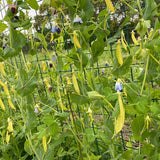 Blue-Flowered Golden Snow Pea Seeds