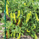 Pepper, Hot, Dragon Roll Hybrid