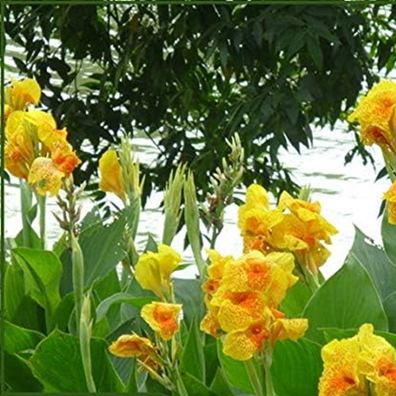 Semillas de flores de lirio de caña mixtas, hermosas plantas bonsái perennes, decoración del hogar y el jardín