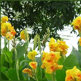 Semillas de flores de lirio de caña mixtas, hermosas plantas bonsái perennes, decoración del hogar y el jardín