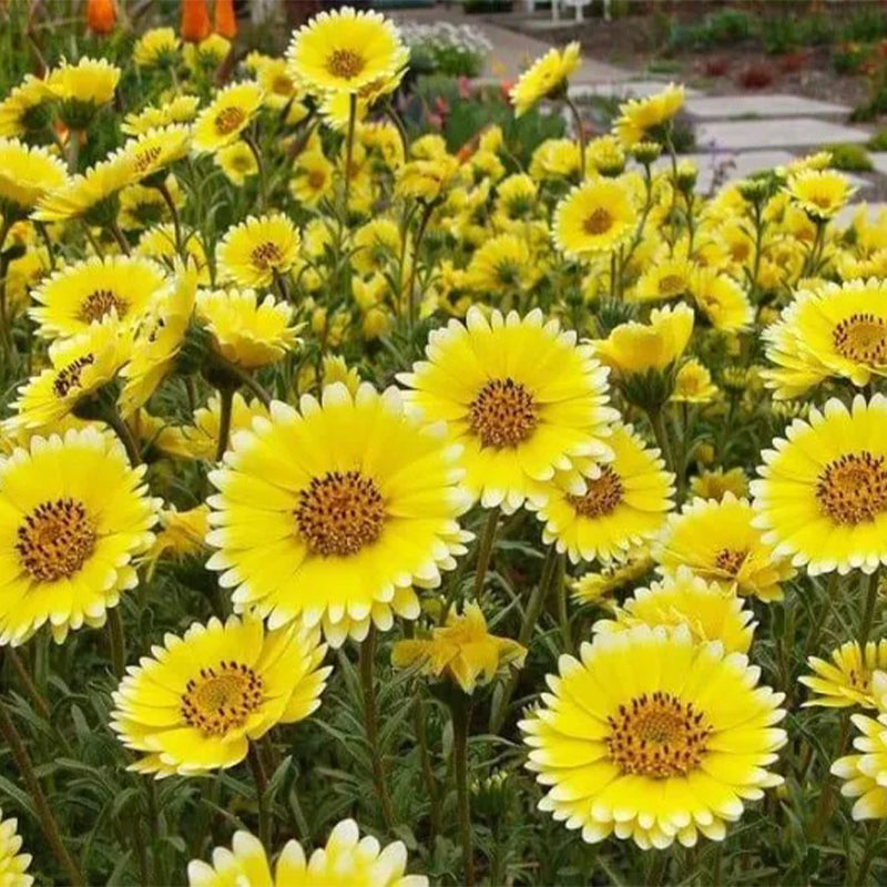 Tidy Tips Tidy Tips (Layia Platyglossa) Seeds Great for butterfly and hummingbir ...