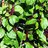 Semillas de espinaca de tallo rojo de Malabar