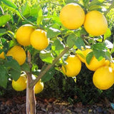 Semillas de limonero enano para bonsái: cultive un delicioso árbol bonsái que dé frutos