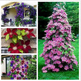 Clematis Flower Seeds Perennial Vines Climbing Clematis Plant Seed
