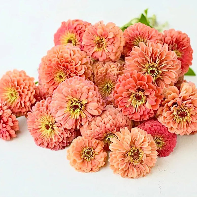 Giant Salmon Rose Zinnias Seeds