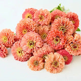 Giant Salmon Rose Zinnias Seeds
