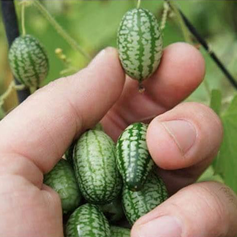 Mini Thumb Watermelon Fruit Vegetables Seeds