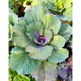 Mix Ornamental Kale Seeds