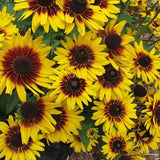 Ringed Gloriosa Black-Eyed Susan Seeds