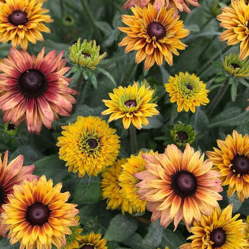 Mixed Gloriosa Black-Eyed Susan Seeds