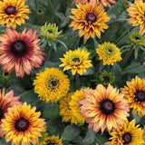 Mixed Gloriosa Black-Eyed Susan Seeds
