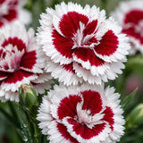 Red White Bicolor Dianthus Seeds