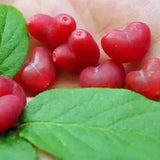 Semillas de la fruta del amor de Choniccra standishii