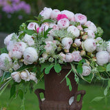 Earth Angel Pink Floribunda Rose Bush, Cupped Peony Shaped Blooms