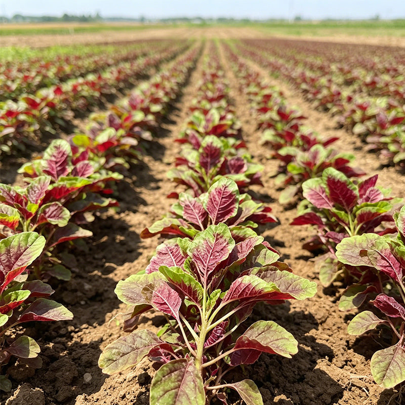Red Amaranth (Amaranthus tricolor) Seeds