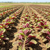 Red Amaranth (Amaranthus tricolor) Seeds
