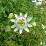 Semillas de flores de maracuyá para plantar