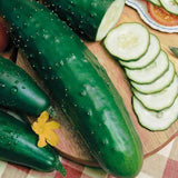 Cucumber Paraiso F1 Organic