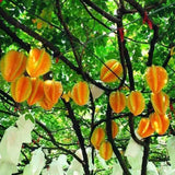 Sweet Starfruit Seeds-Four Seasons Potted