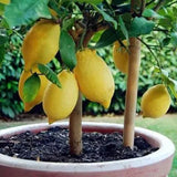 Semillas de limón perfumado con alta tasa de germinación: floración y frutos durante todo el año