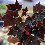 Black Swan Begonia