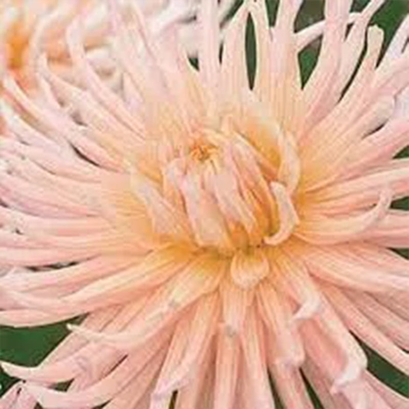 ESTRELLA DE ALBARICOQUE