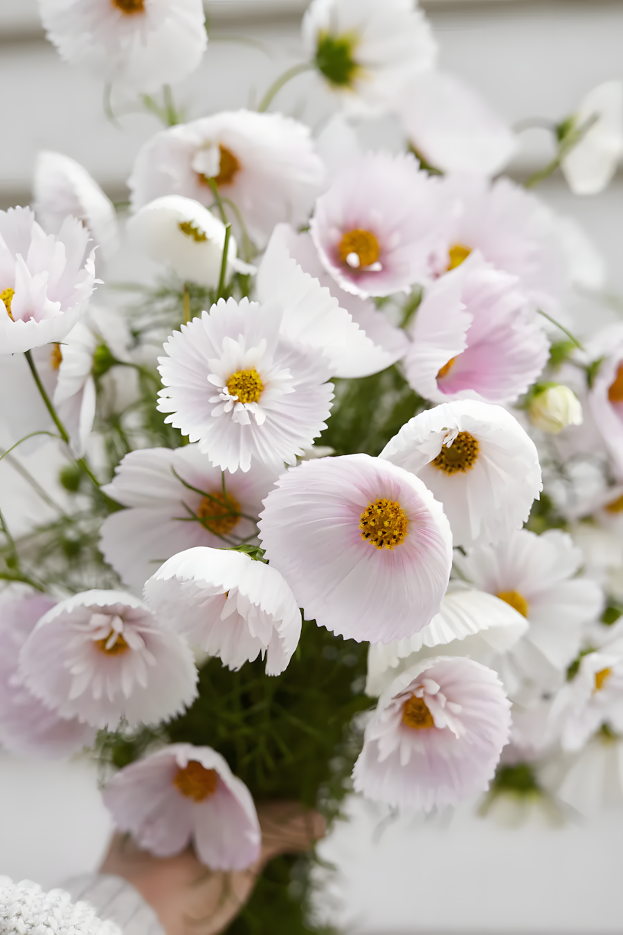 COSMOS CUPCAKE BLUSH FLOWER SEEDS