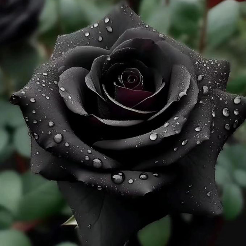 Rare Black Rose Seeds for Planting