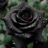Rare Black Rose Seeds for Planting